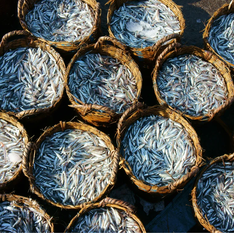 Fish in baskets